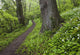 Ramsons By Path In Woods, County Louth, Ireland Wall Mural