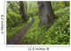 Ramsons By Path In Woods, County Louth, Ireland Wall Mural