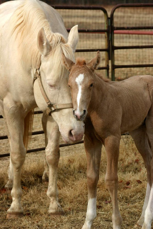 Mare and Foal Wall Decal