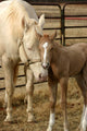 Mare and Foal Wall Decal
