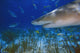 Lemon Shark Wall Mural