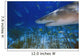 Lemon Shark Wall Mural
