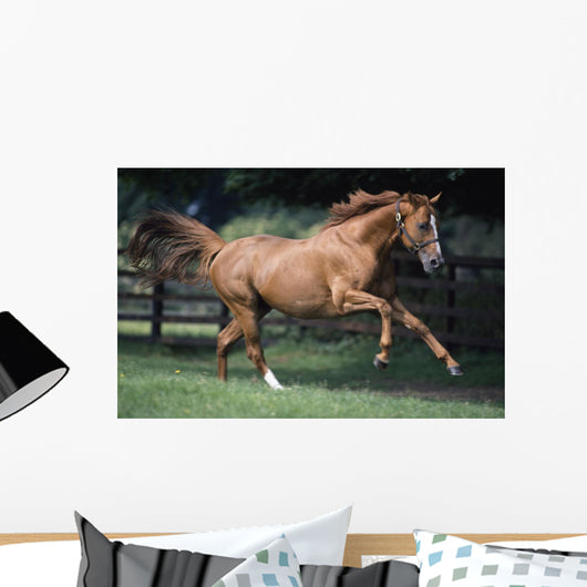 Galloping Thoroughbred Horse Wall Mural
