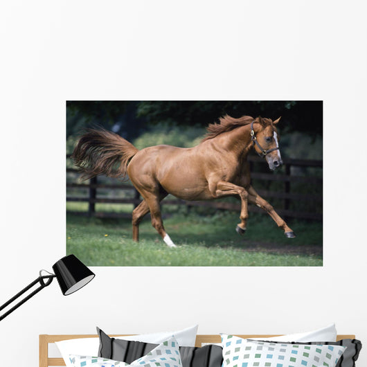 Galloping Thoroughbred Horse Wall Mural