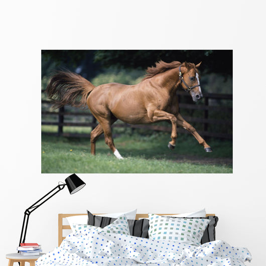 Galloping Thoroughbred Horse Wall Mural