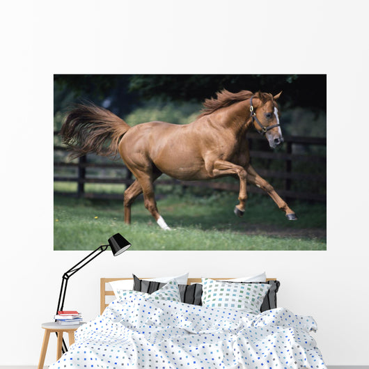 Galloping Thoroughbred Horse Wall Mural