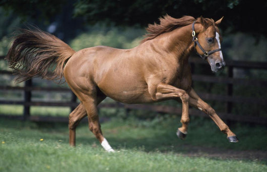 Galloping Thoroughbred Horse Wall Mural