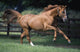Galloping Thoroughbred Horse Wall Mural
