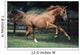 Galloping Thoroughbred Horse Wall Mural