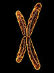 X Chromosome Wall Mural