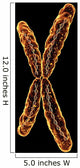 X Chromosome Wall Mural