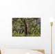 Old Cork Oak Tree Wall Mural