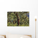 Old Cork Oak Tree Wall Mural