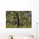 Old Cork Oak Tree Wall Mural