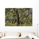 Old Cork Oak Tree Wall Mural