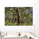 Old Cork Oak Tree Wall Mural