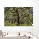 Old Cork Oak Tree Wall Mural
