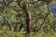 Old Cork Oak Tree Wall Mural