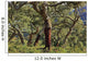 Old Cork Oak Tree Wall Mural