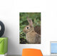Hare, Ireland Wall Mural