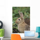 Hare, Ireland Wall Mural