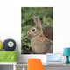 Hare, Ireland Wall Mural