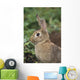 Hare, Ireland Wall Mural