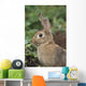 Hare, Ireland Wall Mural