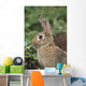Hare, Ireland Wall Mural