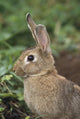 Hare, Ireland Wall Mural