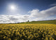 Yellow Rapeseed Field, Newgrange, County Meath, Ireland Wall Mural