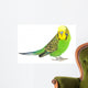 Portrait Budgerigar