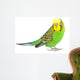 Portrait Budgerigar