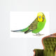 Portrait Budgerigar