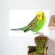 Portrait Budgerigar