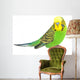 Portrait Budgerigar