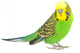 Portrait Budgerigar