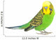 Portrait Budgerigar