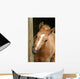 Foal Gnawing Wood Wall Mural