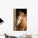 Foal Gnawing Wood Wall Mural
