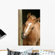 Foal Gnawing Wood Wall Mural