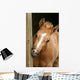 Foal Gnawing Wood Wall Mural