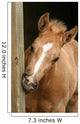 Foal Gnawing Wood Wall Mural