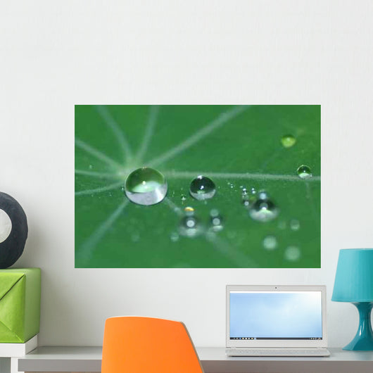 Translucide Wall Decal Design 2
