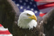 Americana Murals - American Eagle with Flag Wall Mural