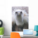 Geier Wall Mural