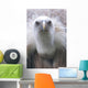 Geier Wall Mural