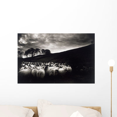 Sheep Wall Mural shown on a wall