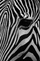 Zebra Wall Mural