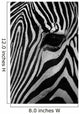 Zebra Wall Mural